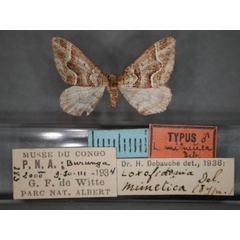 /filer/webapps/moths/media/images/M/mimetica_Mimoclystia_HT_RMCA_01.jpg