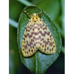 /filer/webapps/moths/media/images/R/rivulosa_Afrasura_A_Roland_01.jpg