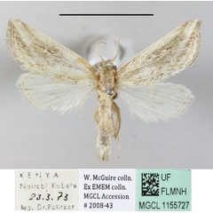 /filer/webapps/moths/media/images/R/rhabdoneura_Acrapex_A_MGCLa_01.JPG