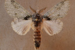 Desmeocraera basalis