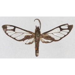 /filer/webapps/moths/media/images/A/alberici_Pseudodiptera_HT_RBINS_01.jpg