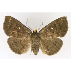 /filer/webapps/moths/media/images/X/xanthognatha_Calesia_AF_TMSA_01.jpg