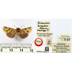 /filer/webapps/moths/media/images/B/bryodes_Elaeodes_HT_BMNH.jpg