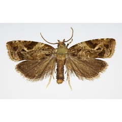 /filer/webapps/moths/media/images/T/triangulana_Syntozyga_AM_KSund_01.jpg