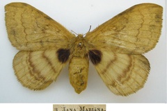 Janomima mariana