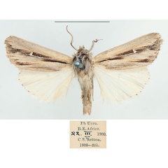 /filer/webapps/moths/media/images/P/pectinata_Aspidifrontia_AM_BMNH.jpg