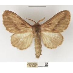 /filer/webapps/moths/media/images/G/gibbonsi_Beralade_AF_NHMUK.jpg