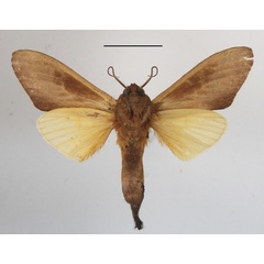 /filer/webapps/moths/media/images/B/bisecta_Tmetopteryx_A_MGCLb_01.JPG