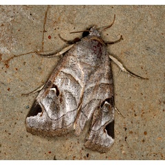 /filer/webapps/moths/media/images/C/cornuta_Brevipecten_A_Roland_01.jpg