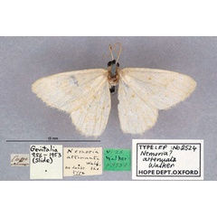 /filer/webapps/moths/media/images/A/attenuata_Nemoria_HT_OUMNH_01.jpg