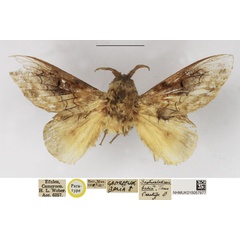 /filer/webapps/moths/media/images/B/balia_Gastroplakaeis_PTM_NHMUK.jpg
