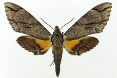 Panogena jasmini