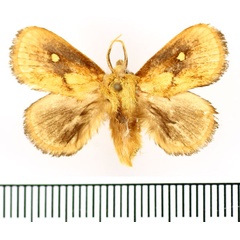 /filer/webapps/moths/media/images/R/rugosa_Cosuma_AM_BMNH_01.jpg