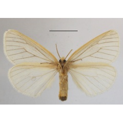 /filer/webapps/moths/media/images/F/fuscivena_Stracena_A_MGCLb_01.JPG