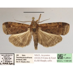 /filer/webapps/moths/media/images/A/africana_Pseudoscrancia_A_MGCLa_01.JPG