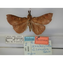 /filer/webapps/moths/media/images/C/concolor_Macella_HT_RMCA_01.jpg