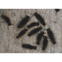 /filer/webapps/moths/media/images/E/extorta_Laelia_C_Roland_01.jpg