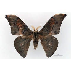 /filer/webapps/moths/media/images/S/solium_Orthogonioptilum_HT_RBINS_01.jpg