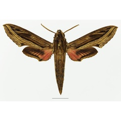 /filer/webapps/moths/media/images/A/aporodes_Hippotion_AM_Basquina.jpg