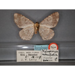 /filer/webapps/moths/media/images/N/nebulata_Xylopteryx_HT_RMCA_02.jpg