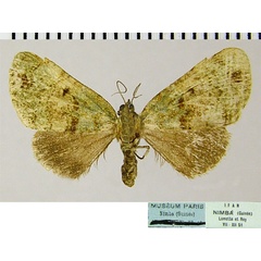 /filer/webapps/moths/media/images/M/myopteryx_Guinea_AF_ZSMa.jpg