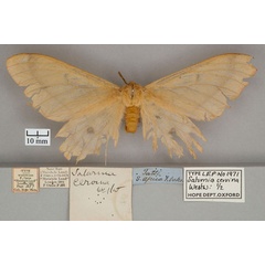 /filer/webapps/moths/media/images/C/cervina_Saturnia_ST_OUMNH_01.jpg