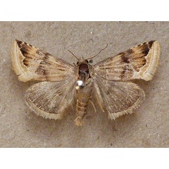 /filer/webapps/moths/media/images/S/staudingeri_Eublemma_A_Butler.jpg