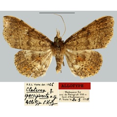 /filer/webapps/moths/media/images/S/sparsipuncta_Claterna_AT_MNHN.jpg