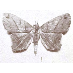 /filer/webapps/moths/media/images/D/despecta_Minucia_HT_Holland_3-1.jpg