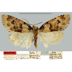 /filer/webapps/moths/media/images/P/parmelia_Roeselia_HT_MNHN.jpg