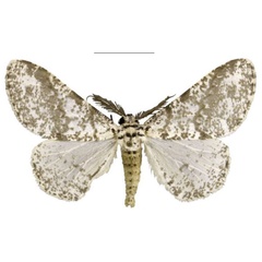 /filer/webapps/moths/media/images/S/staudei_Nothabraxas_PTM_Staude_02.jpg