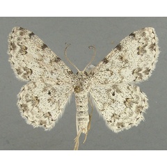 /filer/webapps/moths/media/images/C/candidaria_Scopula_AM_TMSA.jpg
