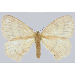 /filer/webapps/moths/media/images/F/fontainei_Microjana_AF_ANHRT.jpg