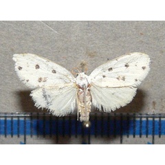 /filer/webapps/moths/media/images/C/cretata_Siccia_A_Goff_01.jpg