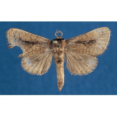 /filer/webapps/moths/media/images/P/politzari_Kroonia_HT_RMCA_wmRdAaH.jpg
