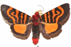 Daphoenura fasciata
