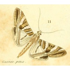 /filer/webapps/moths/media/images/S/stolalis_Glyphodes_HT_Guenée_3_11.jpg