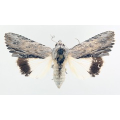/filer/webapps/moths/media/images/A/amphix_Lyncestis_AF_TMSA_02.jpg