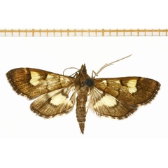 /filer/webapps/moths/media/images/F/falsidicalis_Syngamia_A_DePrins.jpg