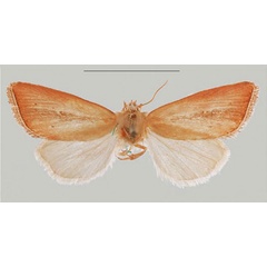 /filer/webapps/moths/media/images/A/aethiopica_Sesamia_HT_MNHNa.jpg