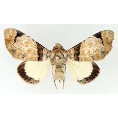 /filer/webapps/moths/media/images/M/magnifica_Amblyprora_AM_TMSA_01.jpg