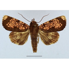 /filer/webapps/moths/media/images/M/multipunctata_Andobana_AM_Aulombard.jpg