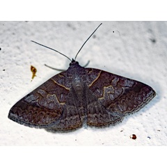 /filer/webapps/moths/media/images/M/mutuaria_Mocis_A_Roland_01.jpg