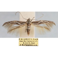 /filer/webapps/moths/media/images/G/geminella_Scythris_HT_TMSA_4KbEB0e.jpg