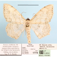 /filer/webapps/moths/media/images/F/fimbrilineata_Scopula_A_MGCLa_01.JPG
