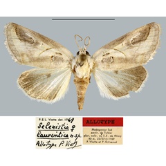 /filer/webapps/moths/media/images/L/laurentica_Selenistis_AT_MNHN.jpg