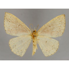 /filer/webapps/moths/media/images/L/lyciscaria_Cyclophora_A_ZSM_02.jpg