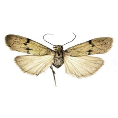 /filer/webapps/moths/media/images/A/aistleitneri_Eilema_HT_EMEM.jpg