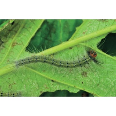 /filer/webapps/moths/media/images/J/jordani_Mimopacha_L_Ihle_02.jpg