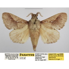 /filer/webapps/moths/media/images/G/geertsemai_Bombycopsis_PTM_TMSA_02.jpg